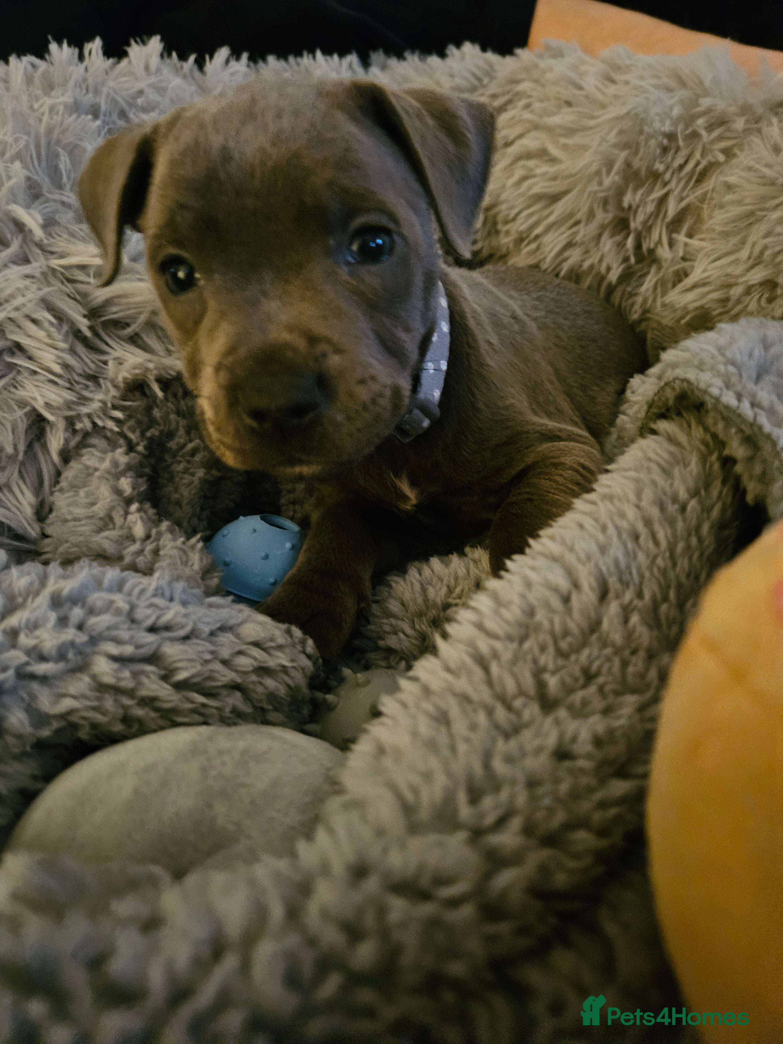 Staffordshire Bull Terrier dogs Beautiful Blue Staffy Boy  - Advert 3
