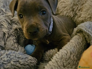 Staffordshire Bull Terrier dogs Beautiful Blue Staffy Boy - Advert 1