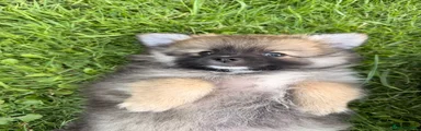 Pomeranian 3