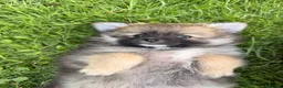 Pomeranian dogs for sale: Pomeranians Puppy’s  - Advert 6