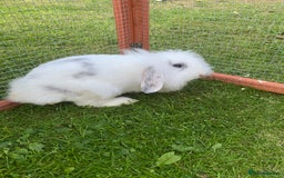 Mixed Breed rabbits for sale: Baby male rabbit ready now - Image 4