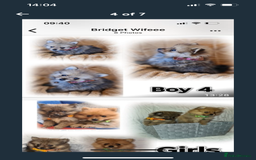Pomeranian dogs for sale: Pomeranian. Full breed miniature puppies  - Image 7