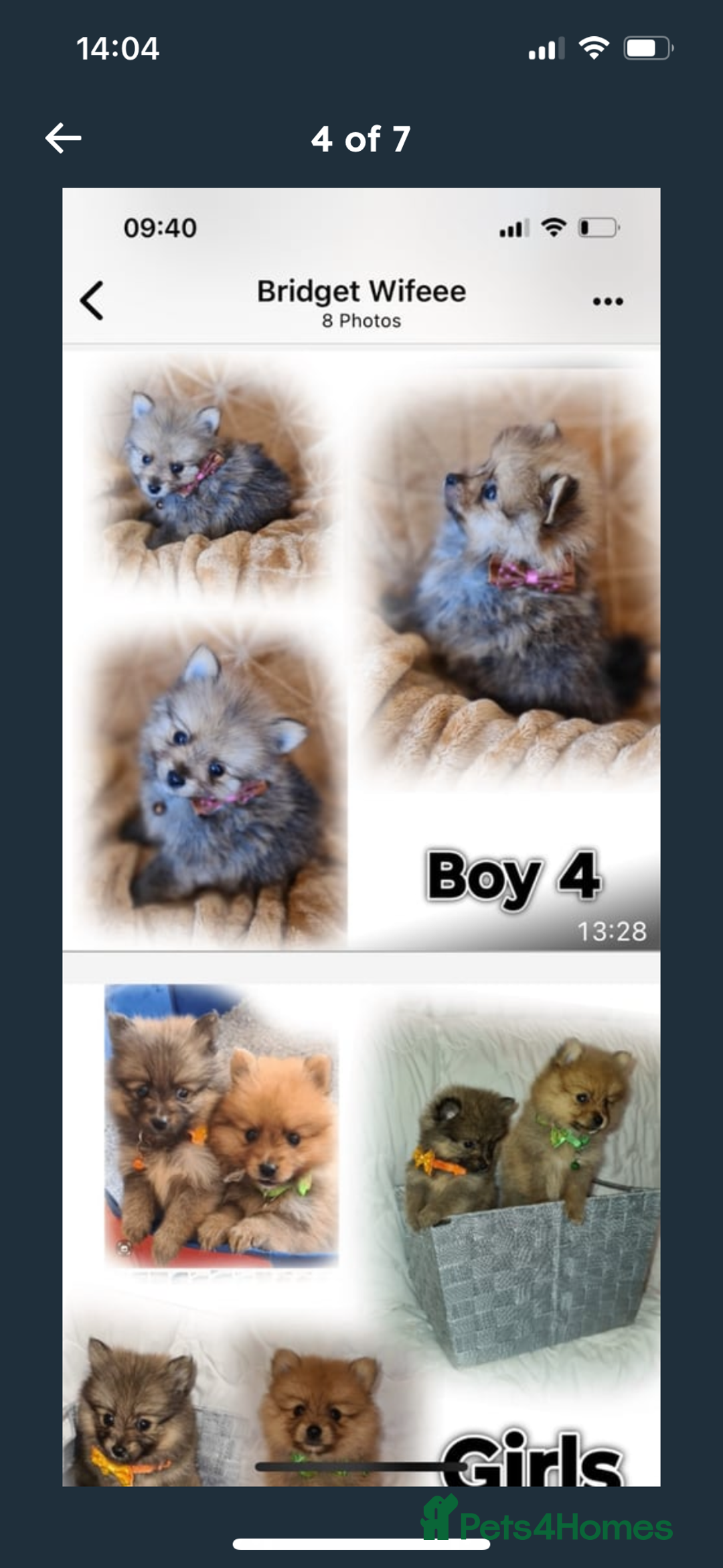 Pomeranian dogs for sale: Pomeranian. Full breed miniature puppies  - Image 7