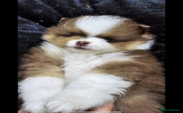 Pomeranian dogs - Advert 1