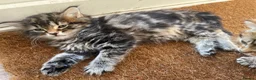 Mixed Breed cats for sale: Main Coon Mixed Kittens - Advert 9