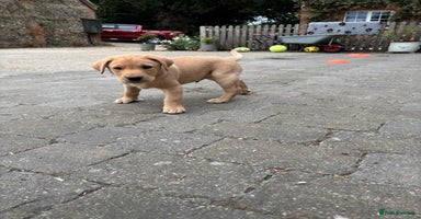 Labrador Retriever dogs - Advert 4