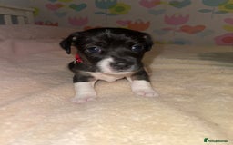 Jack Russell dogs for sale: Stunning Jack Russell puppies - Image 9