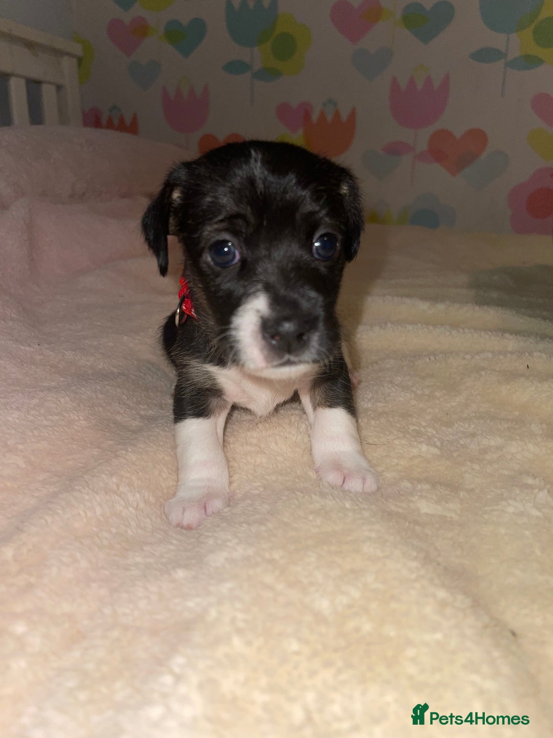 Jack Russell dogs for sale: Stunning Jack Russell puppies - Image 9