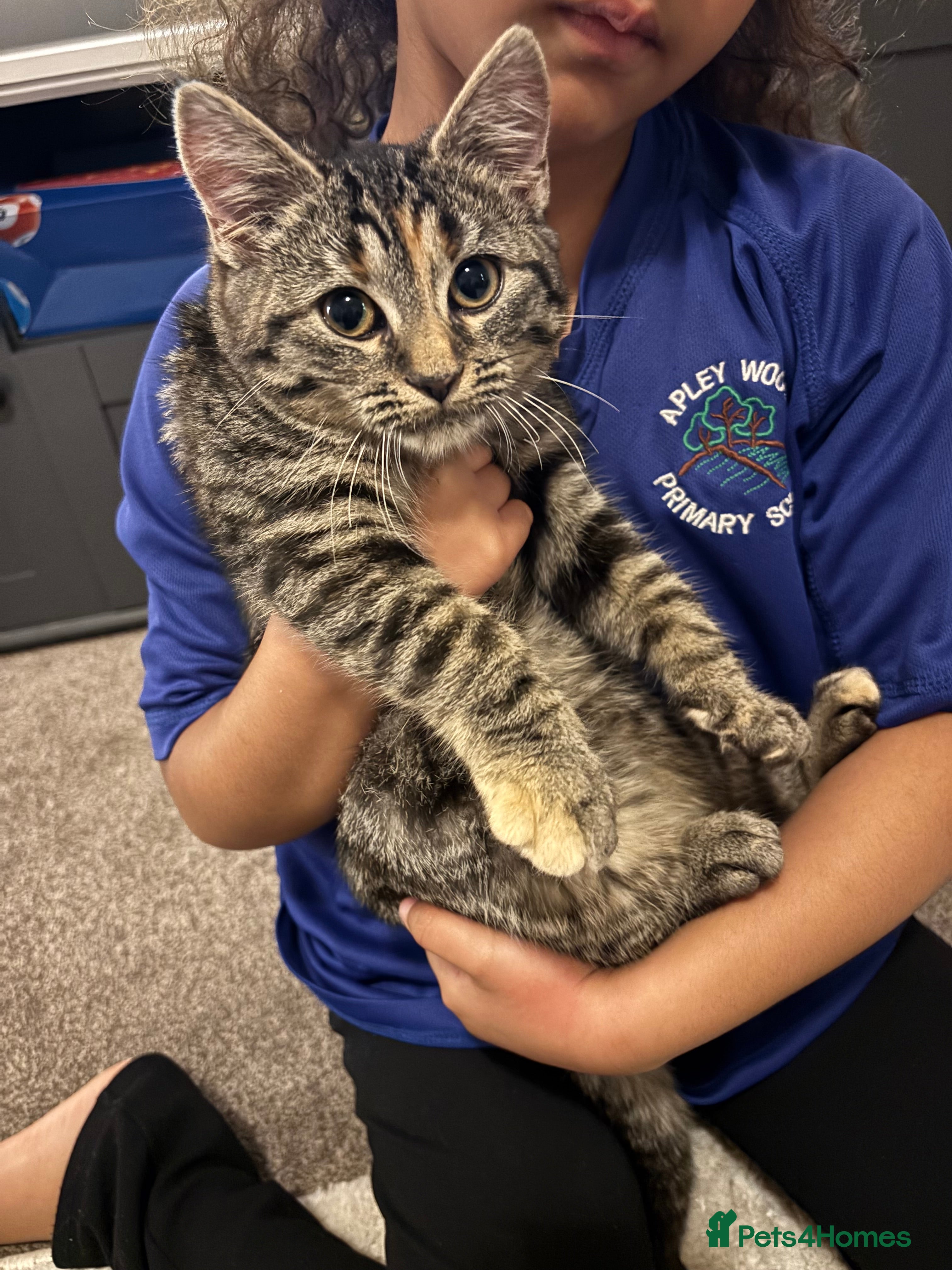 Mixed Breed cats Kitten for sale  - Advert 19