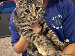 Mixed Breed cats Kitten for sale - Advert 3