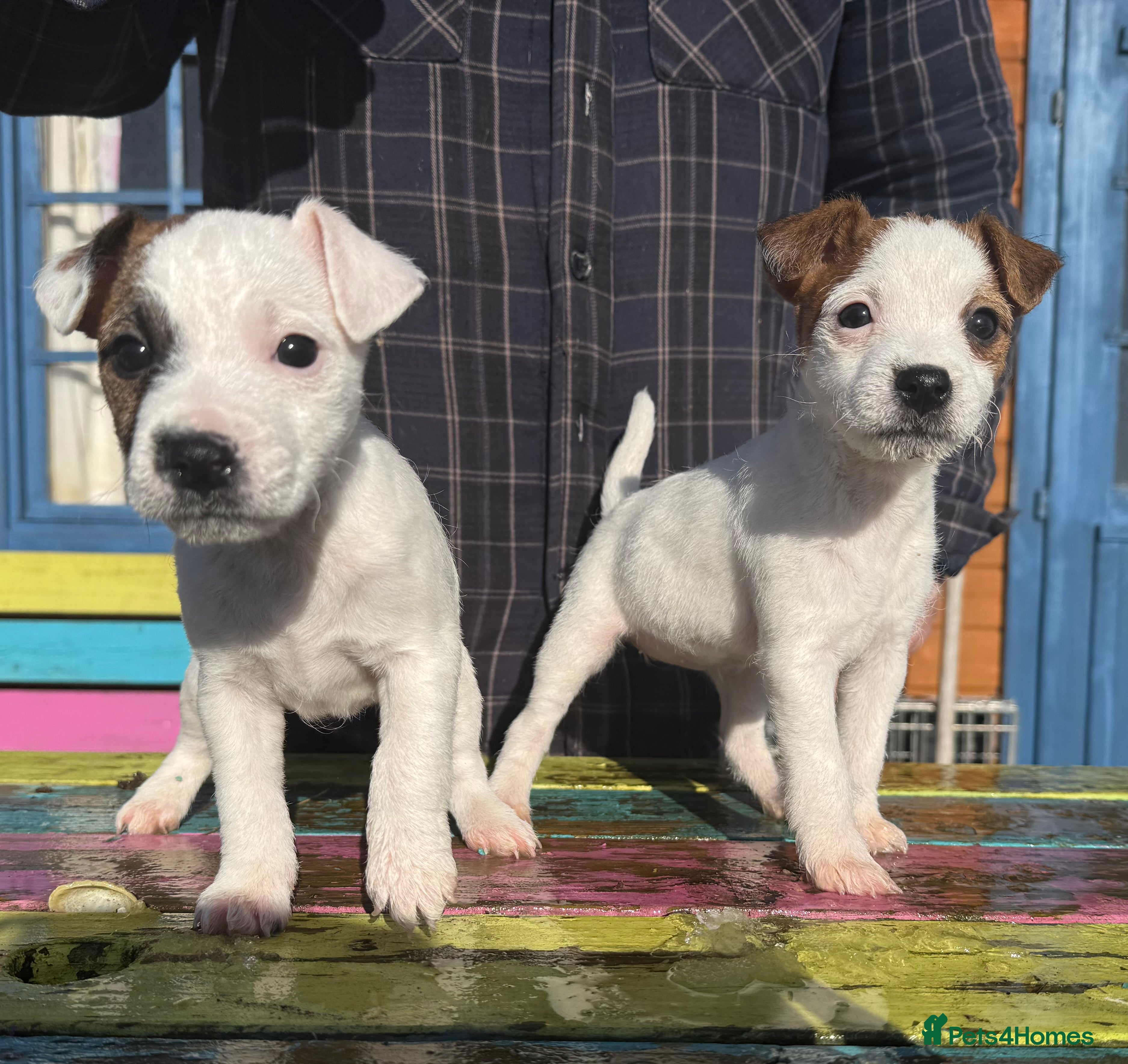 Parson Russell dogs Parson Russell Terrier - Advert 2