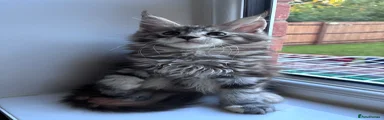 Tabby