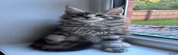 Maine Coon cats for sale: Maine Coons - Advert 9