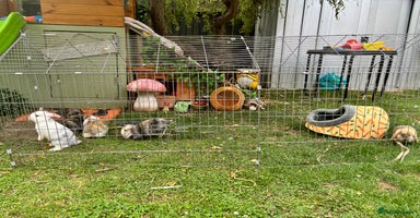 Mini Lop rabbits - Advert 16
