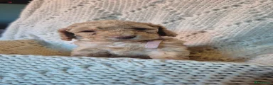 Cockapoo 4