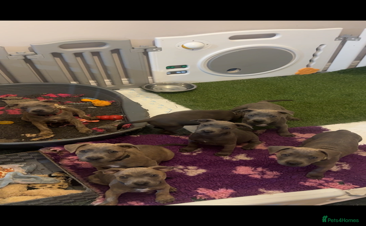 Staffordshire Bull Terrier dogs - Advert 16