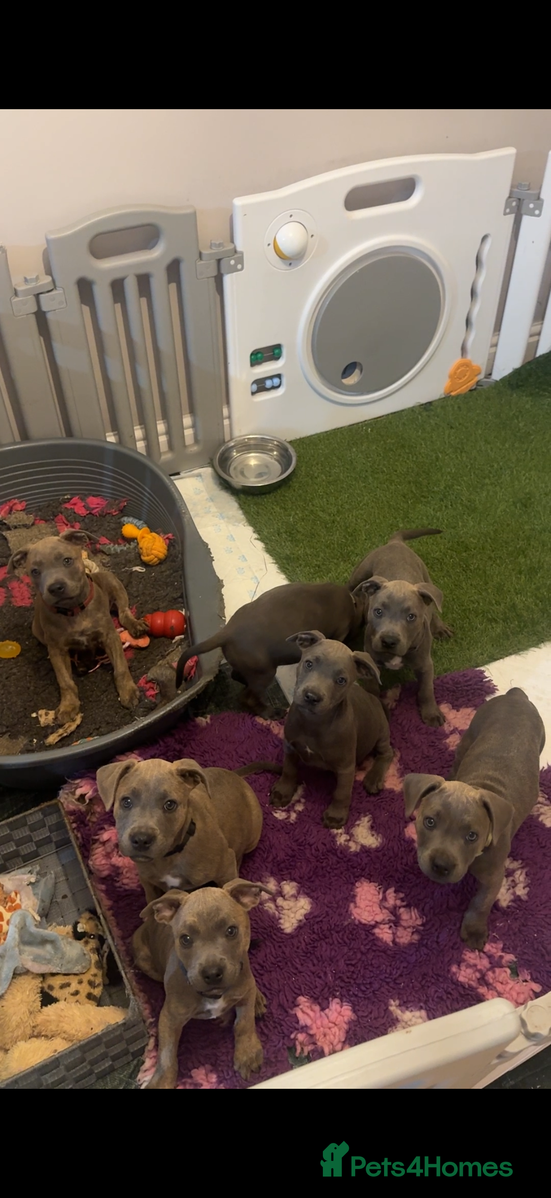Staffordshire Bull Terrier dogs for sale: READY TO LEAVE Staffordshire Bullterriers - Image 1