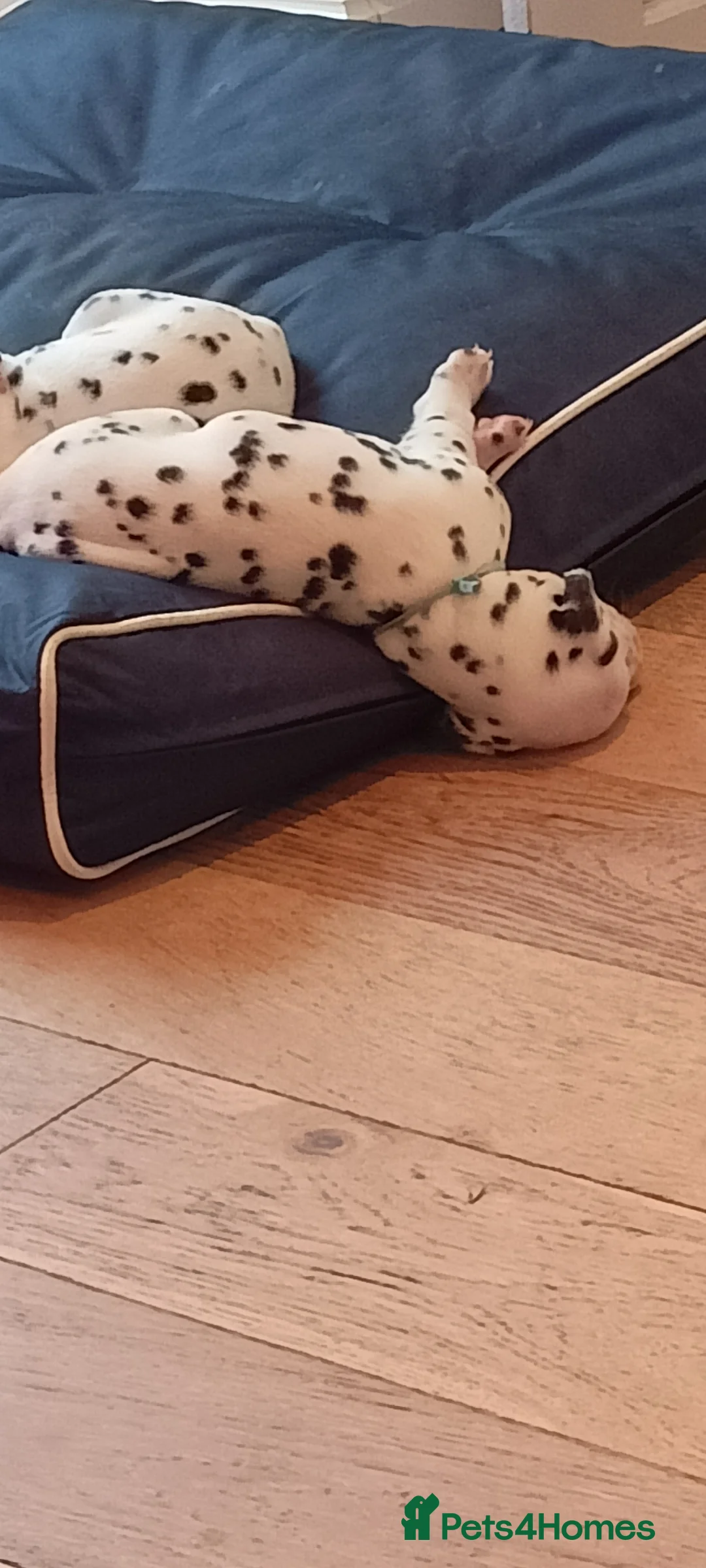 Dalmatian dogs for sale: Beautiful dalmatian puppies - Advert 16