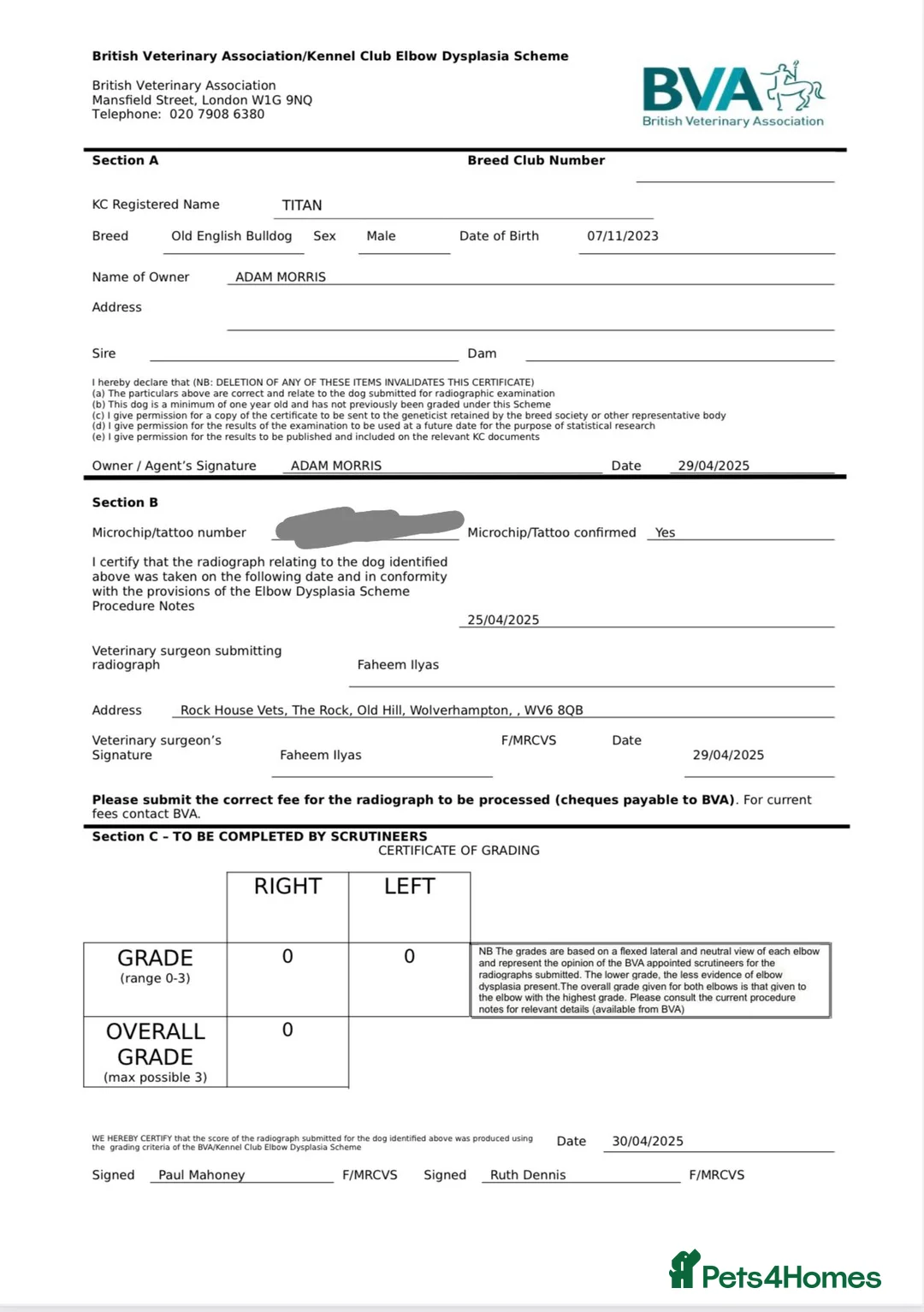 Olde English Bulldogge dogs for stud: Bullplanet's King Titan DNA/BVA Eye/BVA Hip/Elbow in Northallerton - Advert 14