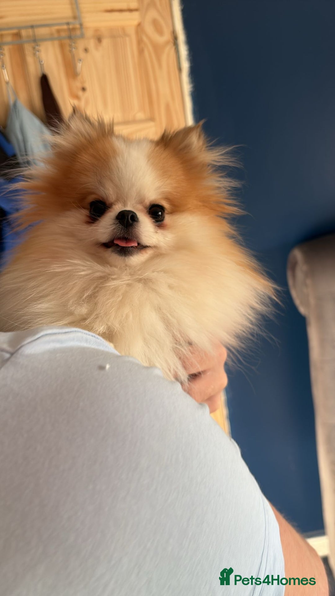 Pomeranian dogs for sale: KC Registered Female Pomeranian - Advert 5