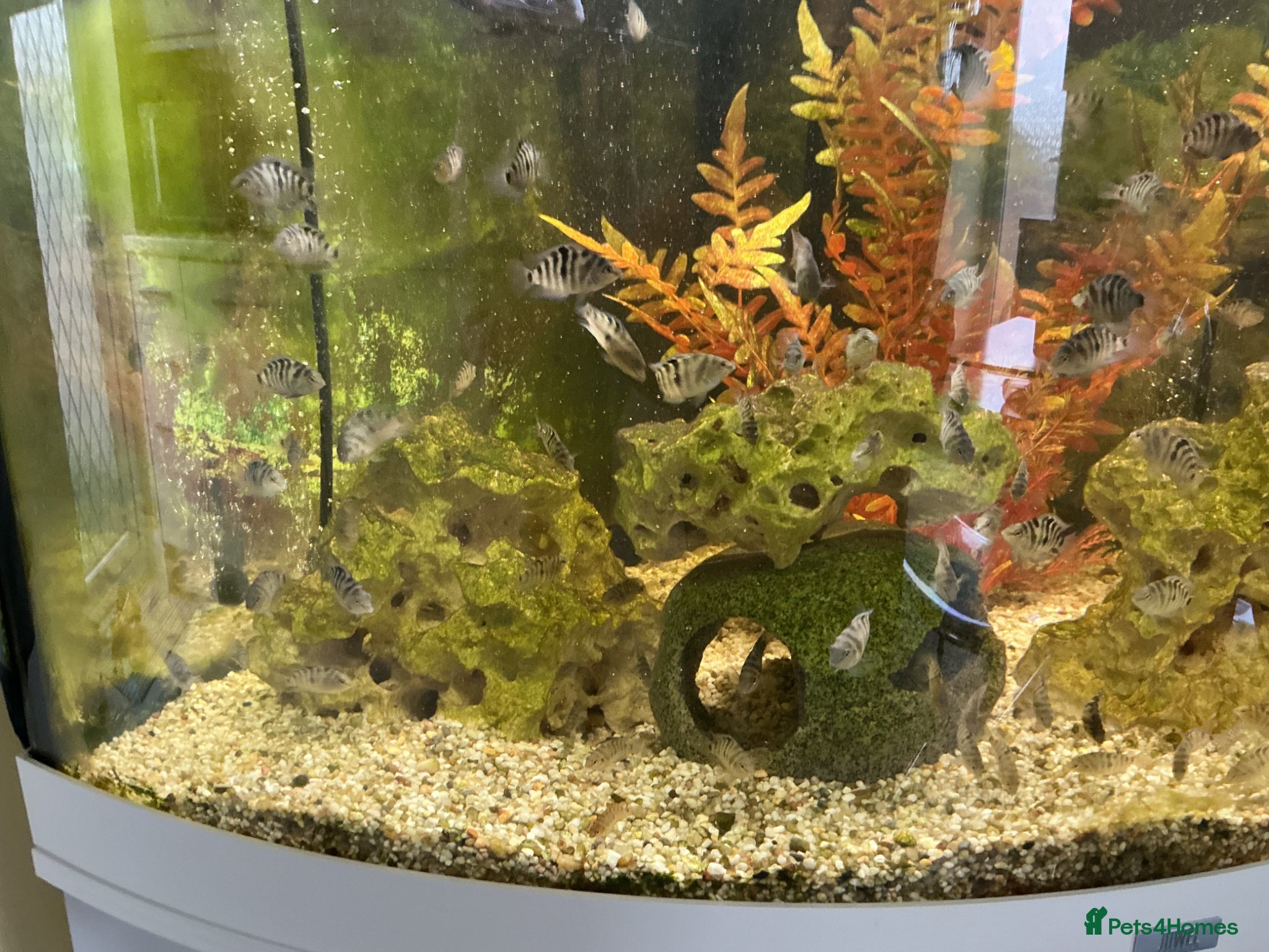 Cichlids fish Chichlids - Advert 10