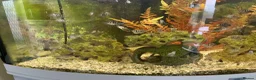 Cichlids fish for sale: Chichlids in Buckingham - Advert 1