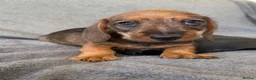 Miniature Dachshund dogs for sale: Beautiful wire miniature dachshund puppies 4 sale - Advert 40