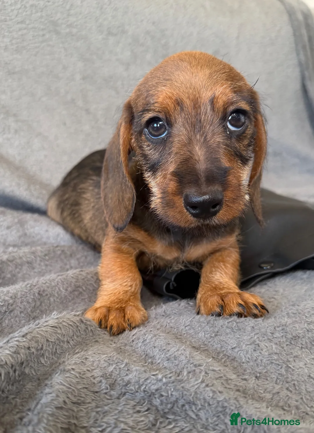 Miniature Dachshund dogs for sale: Beautiful wire miniature dachshund puppies 4 sale - Advert 40