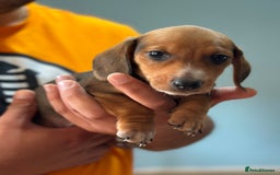 Dachshund dogs for sale: Our dwarf sausages are looking for a family🙃 - Image 14