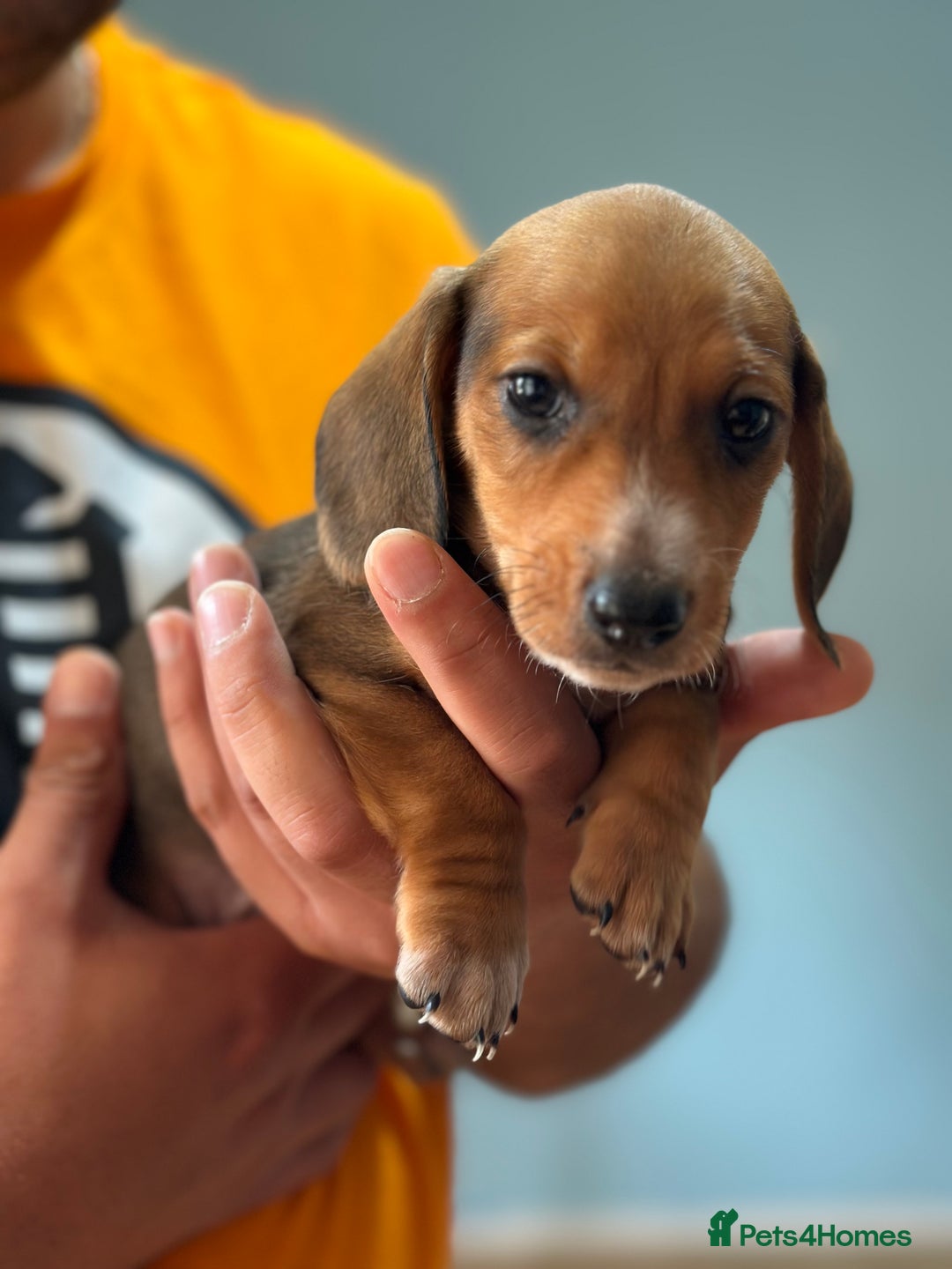 Dachshund dogs for sale: Our dwarf sausages are looking for a family🙃 - Image 14