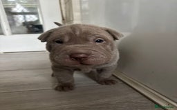Shar Pei dogs for sale: Stunning litter of kc reg Shar Pei puppies  - Image 12