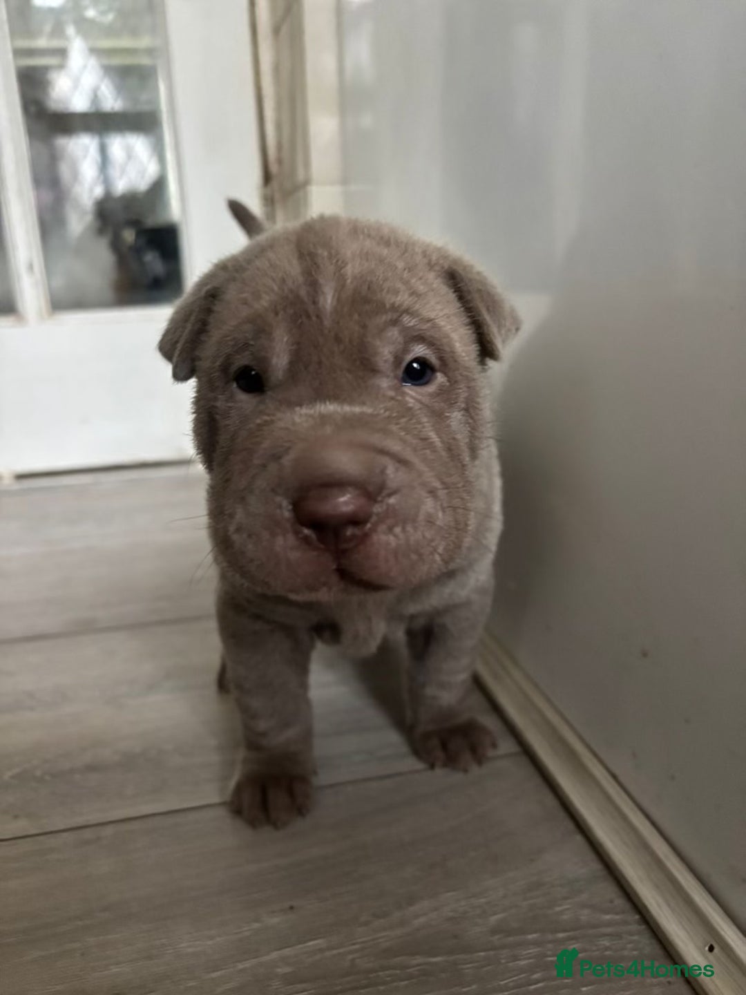 Shar Pei dogs for sale: Stunning litter of kc reg Shar Pei puppies  - Image 12