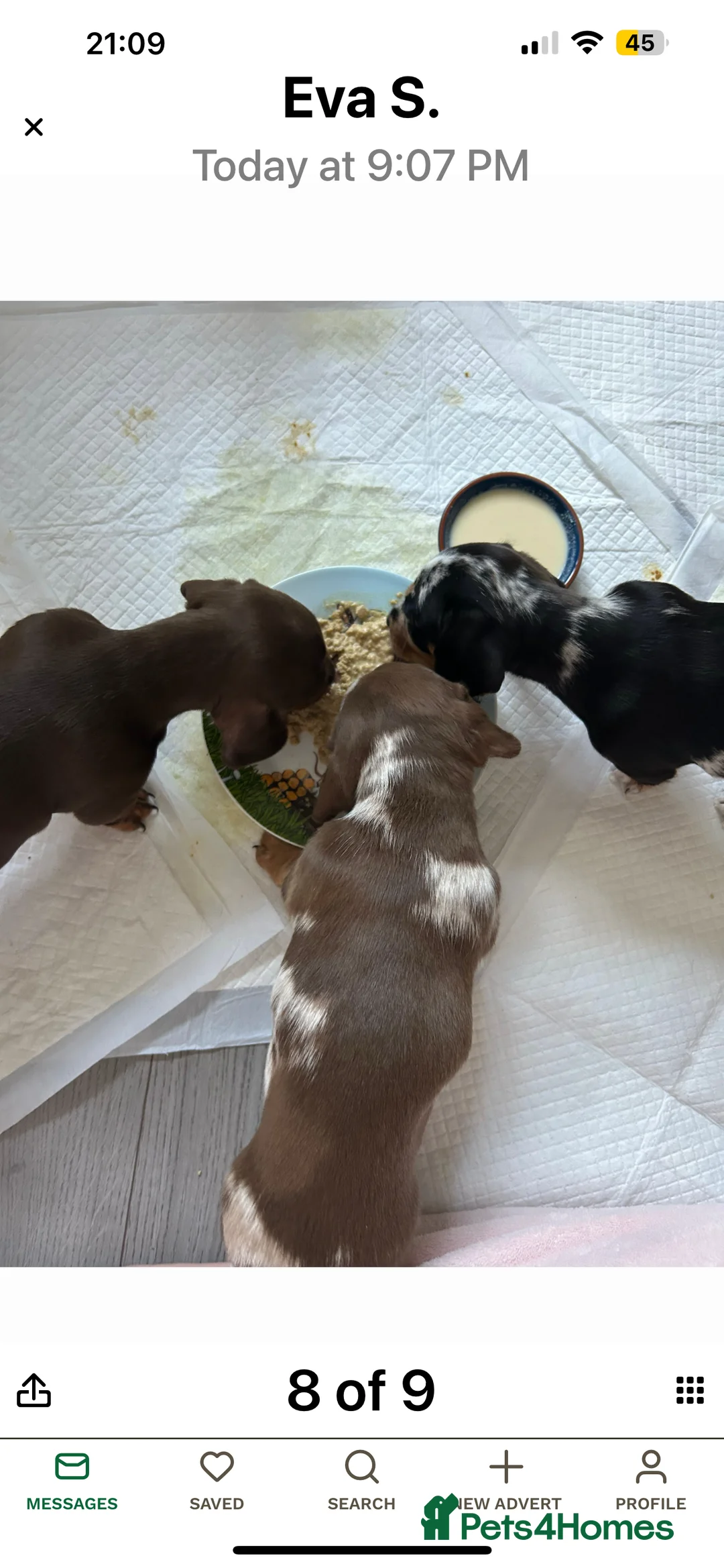 Dachshund dogs for stud: Miniature Daschund for Stud in York - Advert 22