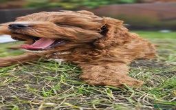 Cavapoo dogs for sale: Cavapoo dna clear  - Image 5
