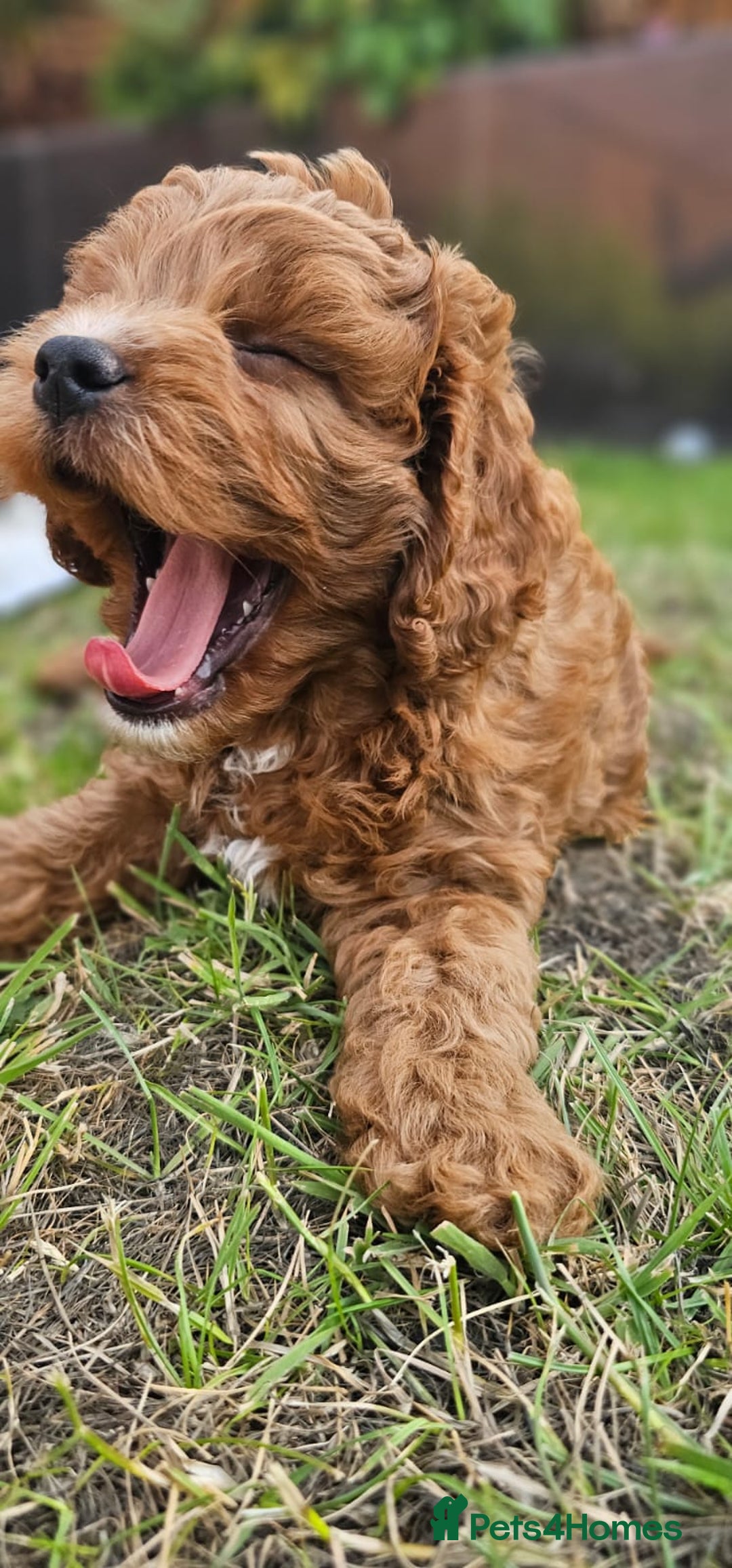 Cavapoo dogs for sale: Cavapoo dna clear  - Image 5