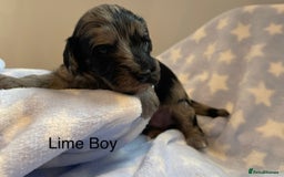 Cockapoo dogs for sale: Stunning F2 Cockapoo puppies fully DNA tested  - Image 12