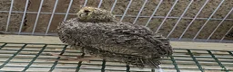 Quail poultry for sale: Japanese quails  - Advert 4