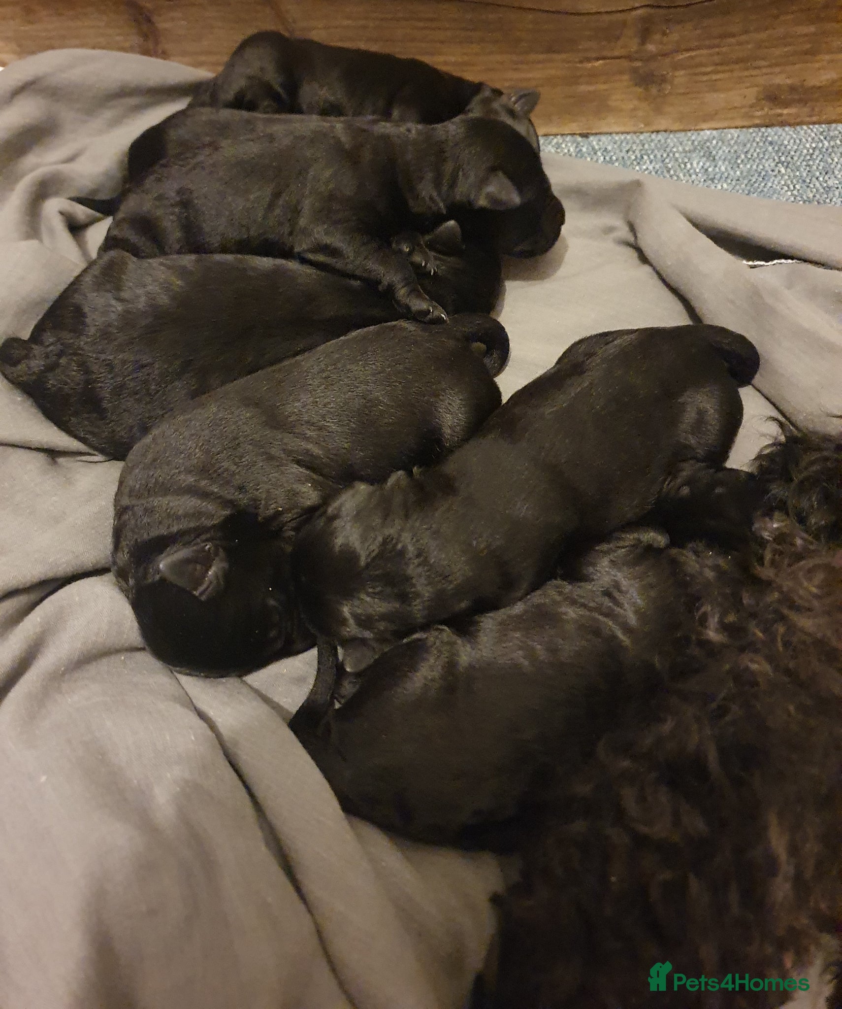 Kerry Blue Terrier dogs Kerry blue terrier puppies - Advert 13