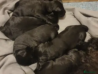 Kerry Blue Terrier dogs Kerry blue terrier puppies - Advert 13