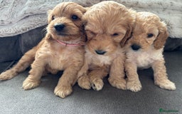 Cockapoo dogs for sale: Cockapoo puppies for sale- extensive DNA tested - Image 12