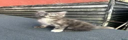 Mixed Breed cats for sale: 8 Beautiful Kittens Ready for Their New Homes - Advert 7