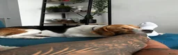 Beagle dogs for sale: Murphy – Looking for His Forever Home 🐾 in Hull - Advert 14