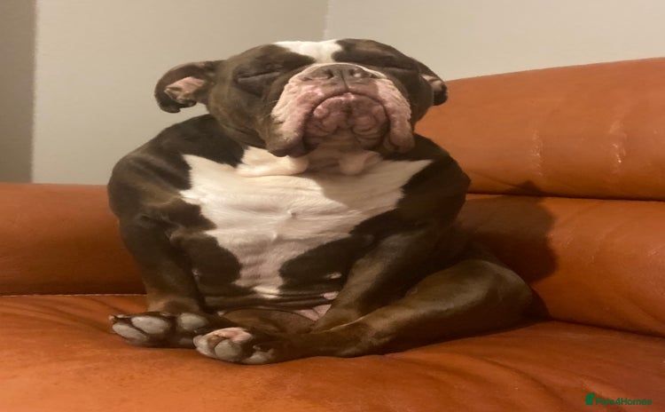 Olde English Bulldogge dogs - Advert 1