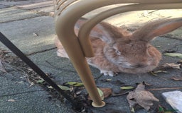 Continental Giant rabbits for sale: Gorgeous Giant Continental rabbit - Advert 1