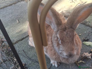 Continental Giant rabbits Gorgeous Giant Continental rabbit - Advert 12