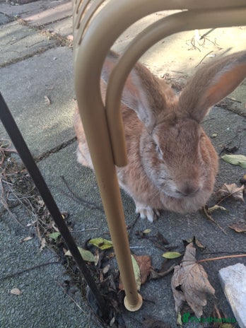 Continental Giant rabbits Gorgeous Giant Continental rabbit - Advert 1