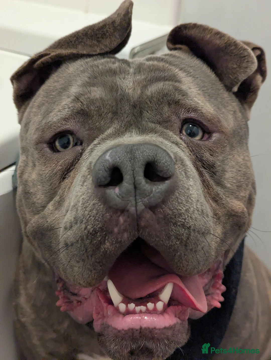 American Bully dogs for stud: Beautiful stunning American pocket bully in Chesterfield - Advert 2