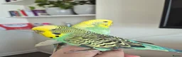 Budgerigars birds for sale: Pair of two budgies and cage - Advert 5
