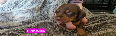 Dachshund 5