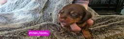 Dachshund dogs for sale: Miniature Dachshund Puppies (PRA Clear) in Clacton-on-Sea - Advert 3